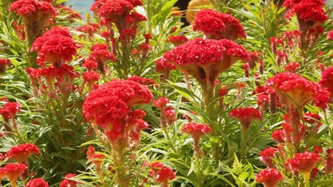 Red flowers trembling in the wind background with copy space Stock Footage 129775662