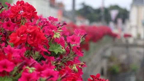 Red Flowers Trembling In The Wind In The Foreground, Blurred Background Stock Footage 305426641