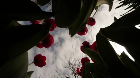 Red Flowers of Tulips Under Cloudy Sky View From Below Upwards Stock Footage 62369243