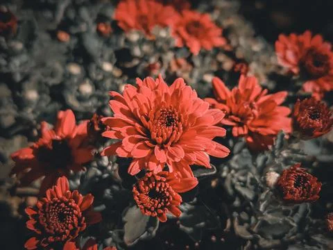 Red flowers with unopened buds of the same flowers. Stock Photos
