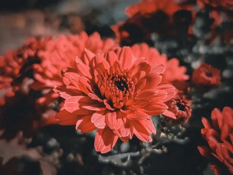 Red flowers with unopened buds of the same flowers. Stock Photos