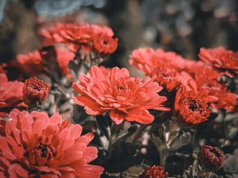 Red flowers with unopened buds of the same flowers. Stock Photos