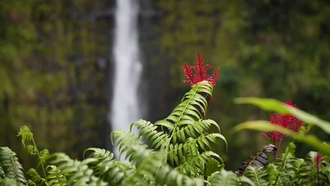 Red flowers with waterfall 19 Stock Footage 155494720