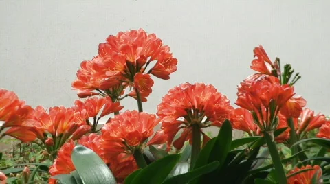 Red flowers on white background Video stock 266370