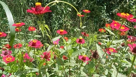 Red flowers in the wind 1 Vidéo 220647658