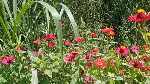 Red flowers in the wind 2 Vidéo 220647660