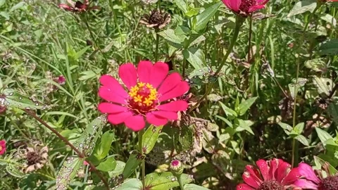 Red flowers in the wind  4 Vidéo 220654115