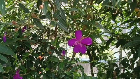 Red flowers in the wind 5 Vidéo 220654206