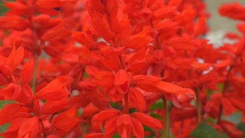 Red flowers in the wind attached to their plants. Stock Footage