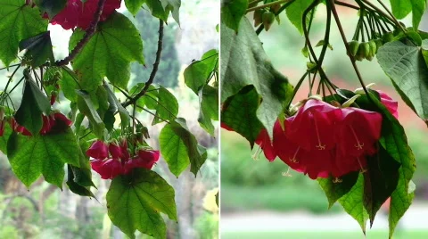 Red Flowers in the Wind Stock Footage 635886