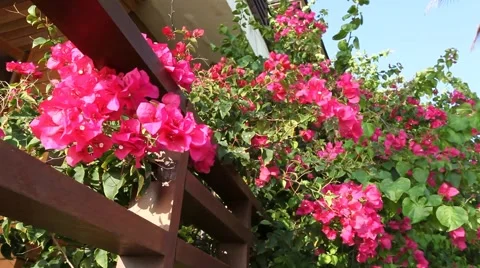 Red flowers on the wind Stock Footage 48780007