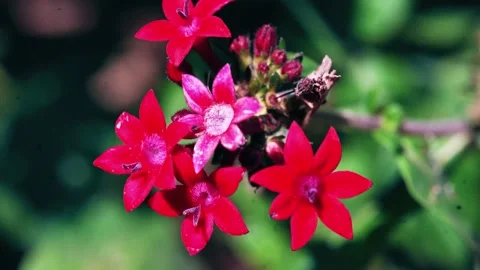 Red Flowers On The Wind Stock Footage 234111974