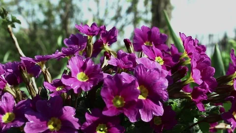 Red flowers Wind in garden green background Stock Footage 107100853