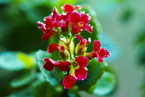 Red flowers1 Stock Photos