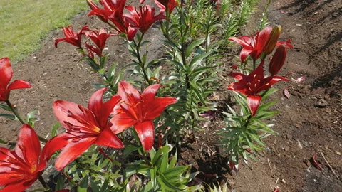 The red flowery plants in the garden plot in Estonia Vídeos de archivo 202221154