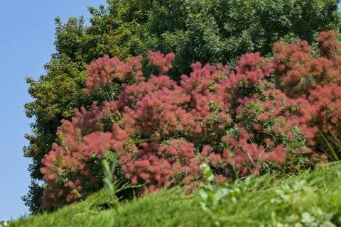 Red fluffy bush Foto stock gratuite