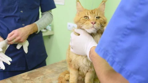 Red fluffy cat on examination in a veterinary clinic. Stock Footage 100192035
