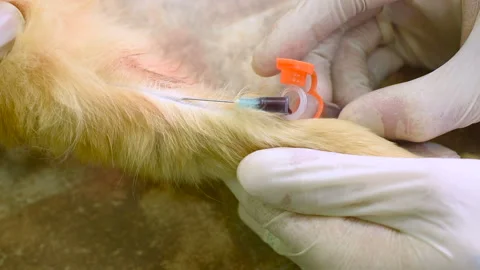 Red fluffy cat on examination in a veterinary clinic. Stock Footage 100192344