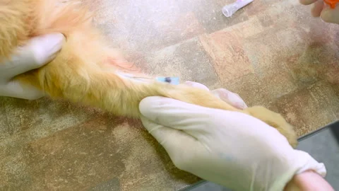 Red fluffy cat on examination in a veterinary clinic. Stock-Footage 101847228