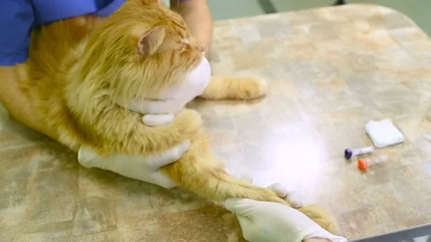 Red fluffy cat on examination in a veterinary clinic. Stock-Footage 103569520