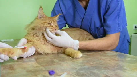 Red fluffy cat on examination in a veterinary clinic. Stock-Footage 103569933