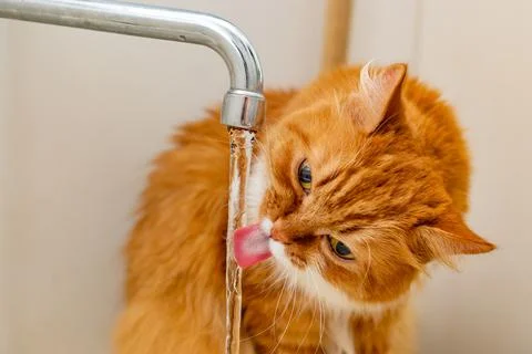 Red fluffy cat, lapping its tongue, drinks tap water from the tap Stock Photos
