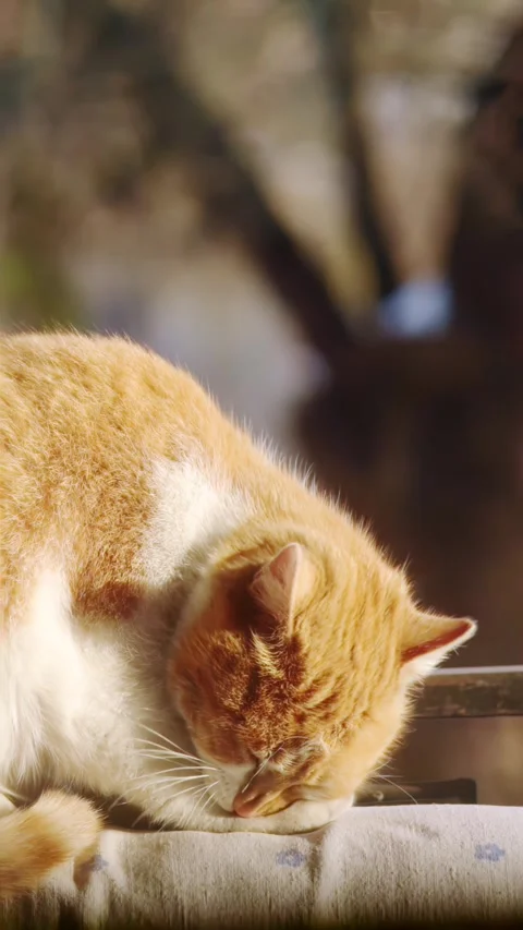 Red fluffy cat licks its paw, on blurred background, vertical video. Stock Footage 244118259