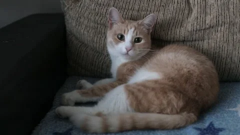A red fluffy cat lies on the sofa in the twilight. The cat lies comfortably on Video stock 262422544