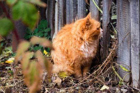 Red fluffy cat looking through hole in wooden fence, around autumn leaves Stock Photos