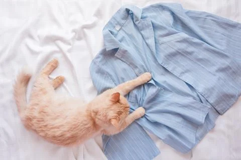 Red fluffy cat lying on bed with pajamas. Flat lay with woman clothes, copy s Stock Photos