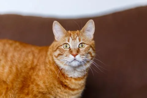 A red fluffy cat lying on the couch of the house. Domestic pet rest and loo.. Stock Photos