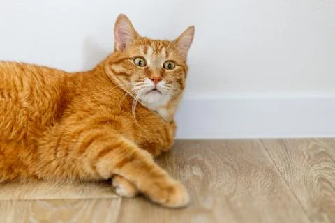 A red fluffy cat lying on the couch of the house. Domestic pet rest and loo.. Stock Photos
