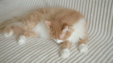 A red fluffy cat lying Stock Footage 152810528