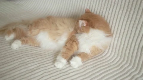 A red fluffy cat lying on a white sofa is licking its belly Stock Footage 152810550