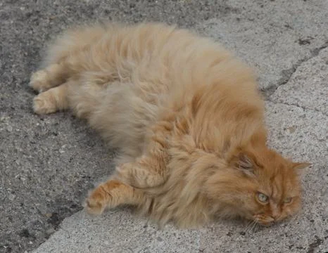 Red fluffy cat Foto stock