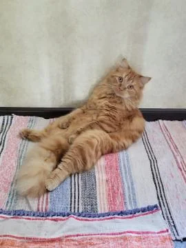 Red fluffy cat Stock Photos