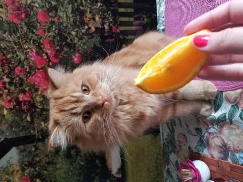 Red fluffy cat Stock Photos