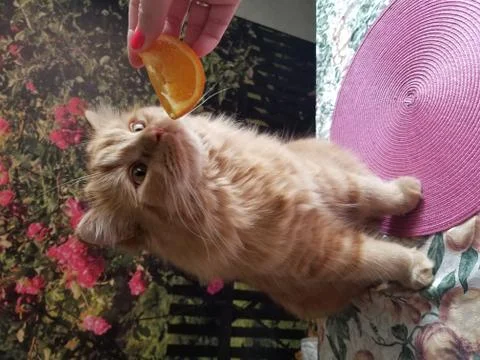 Red fluffy cat Stock Photos