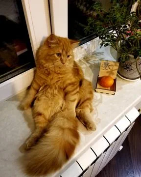 Red fluffy cat Stock Photos