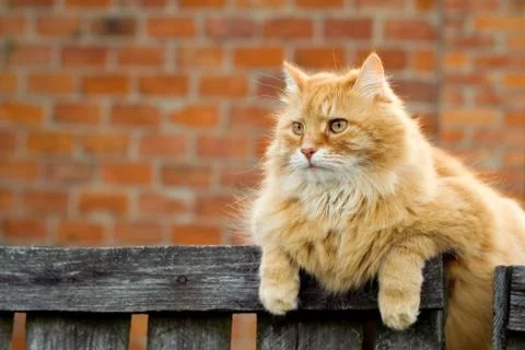 Red fluffy cat Stock Photos