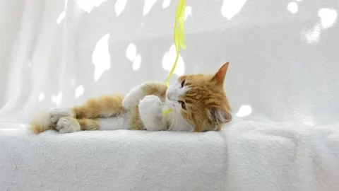 Red fluffy cat playing Stock Footage 199618388