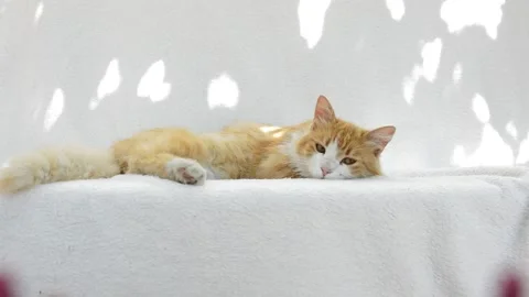 Red fluffy cat playing Stock Footage 199618389