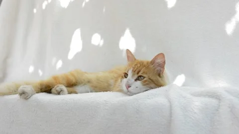 Red fluffy cat playing Stock Footage 199618392