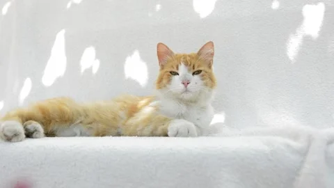 Red fluffy cat playing Stock Footage 199618397