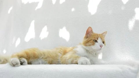 Red fluffy cat playing Stock Footage 199618452