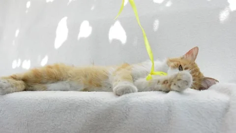 Red fluffy cat playing Stock Footage 199618473
