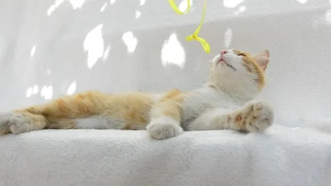 Red fluffy cat playing Stock Footage 199618474