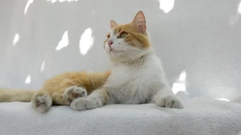 Red fluffy cat playing Stock Footage 199618507