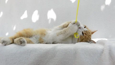 Red fluffy cat playing Stock Footage 199618531