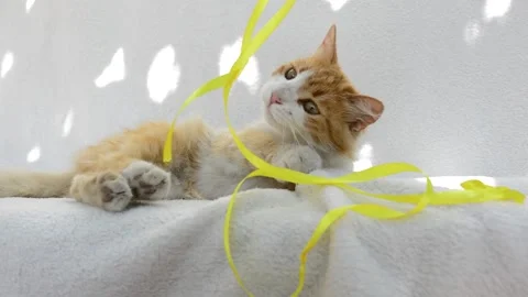 Red fluffy cat playing Stock Footage 199618538